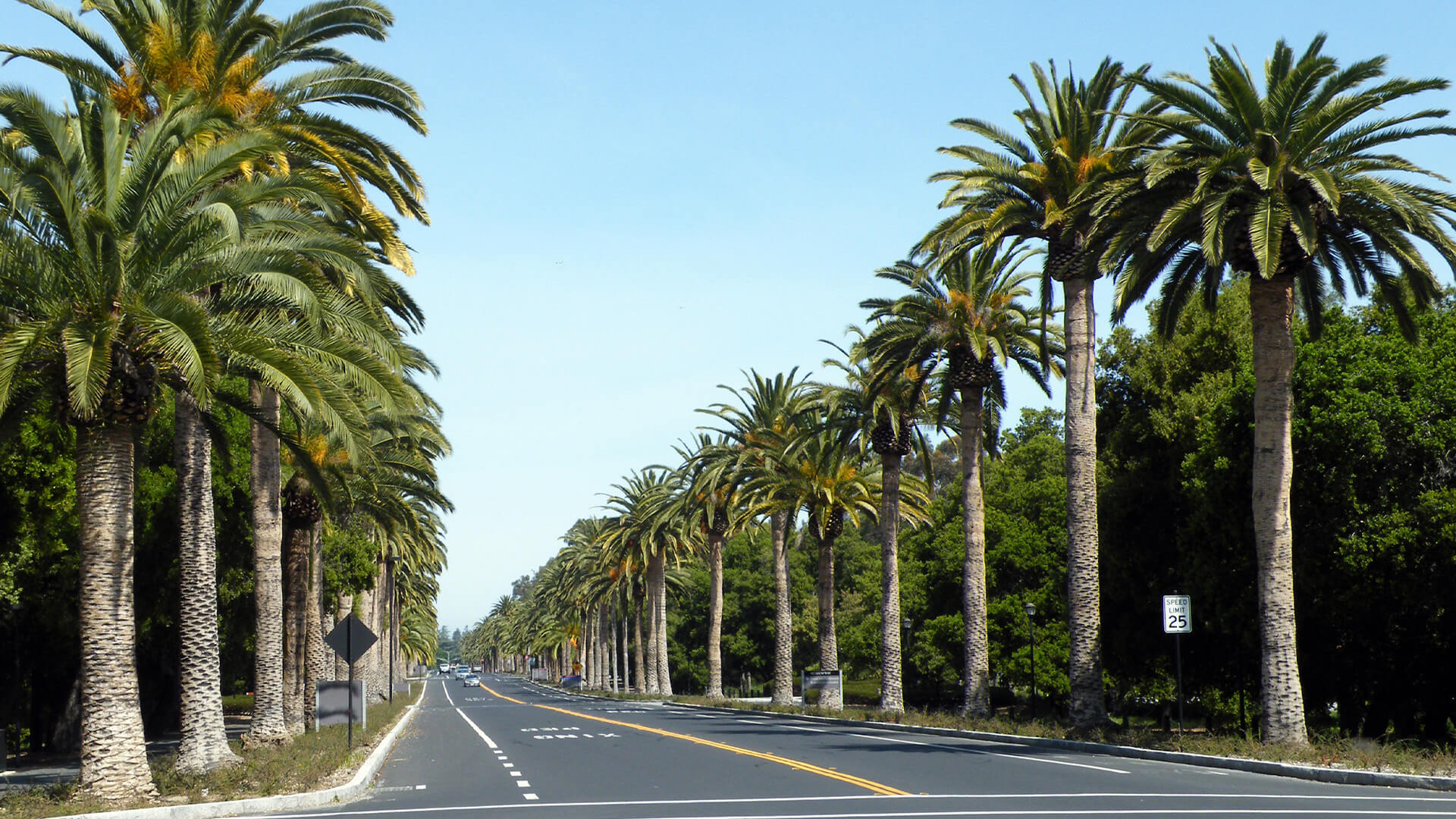 Palm Drive in California