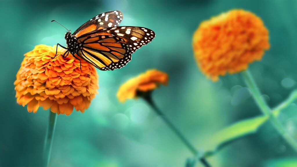 Monarch butterfly resting on a marigold flower